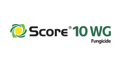 Score 10WG 570 x 320