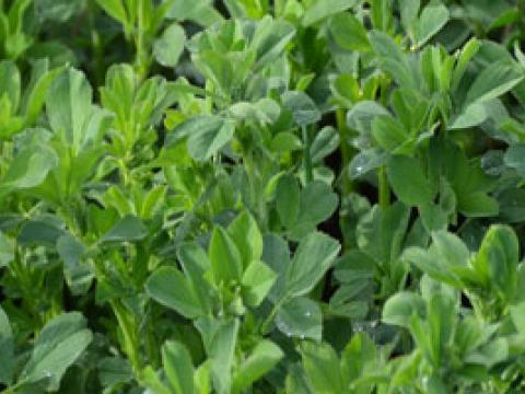 Lucerne close up