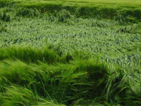 Lodging in Barley