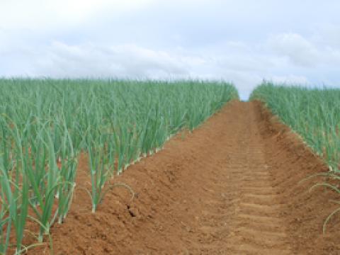 Onion Field
