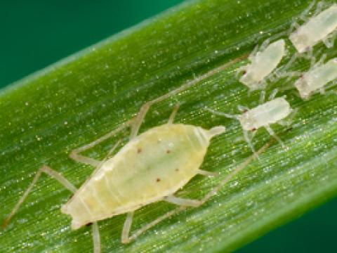 Cereal Aphid on Wheat Leaf
