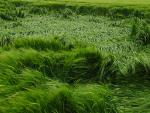 Reducing the risk of lodging in cereals