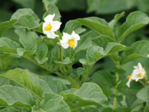 New chemistry delivers step change in early blight control