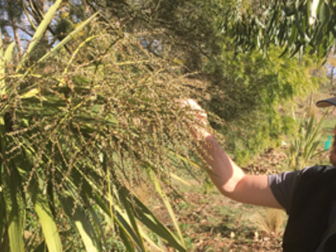 Dr Brad Howlett examining a cabbage tree