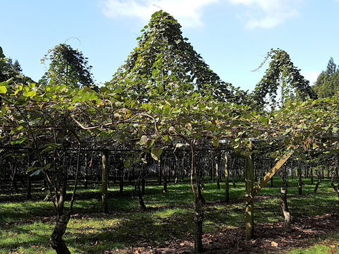 Kiwifruit crop canopy