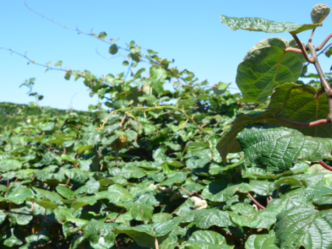 Kiwifruit canopy