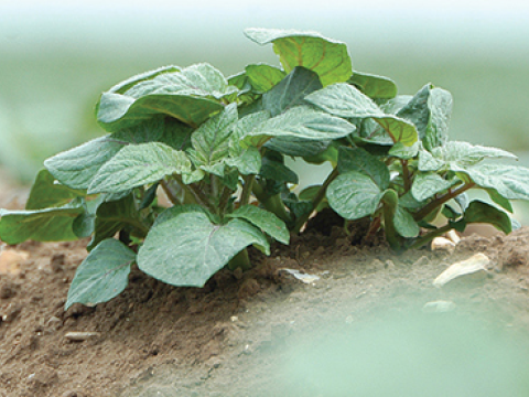Potato Crop Thumbnail