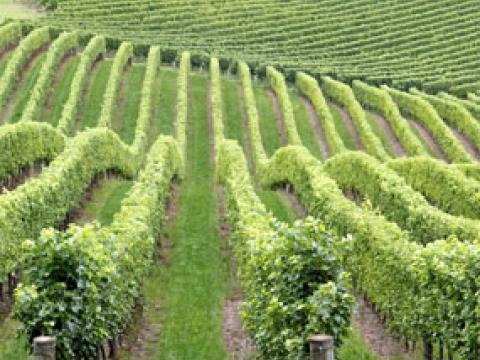 vineyard-thumbnail-285-x-214