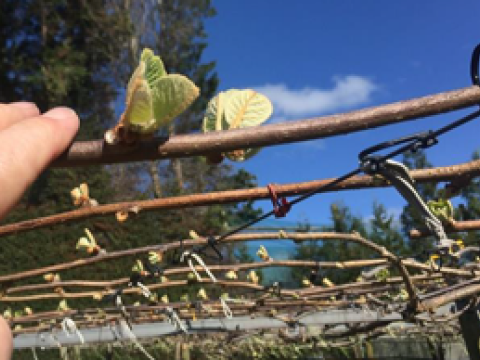kiwifruit-25-mm-leaf-285-x-194