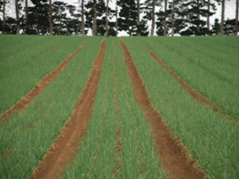 onion-crop-285-x-215