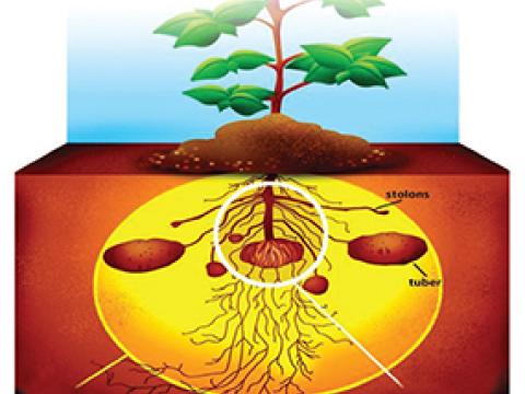 amistar_maxim_in-furrow_thumbnail