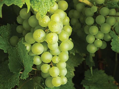 grapes_285_x_223