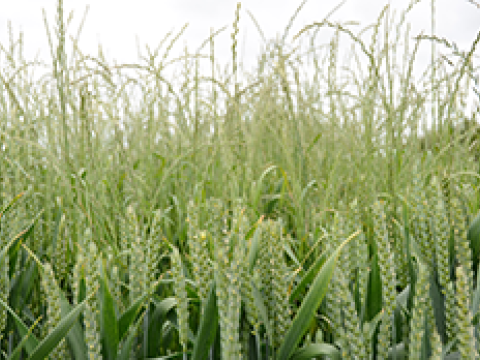 Grass weeds in cereals TWINAX Xtra