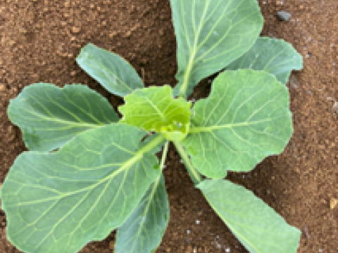 durivo_treated