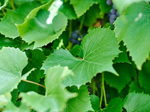 grape-leaves-green-vine-leaves