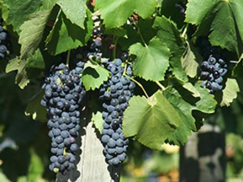 Red grapes on vine