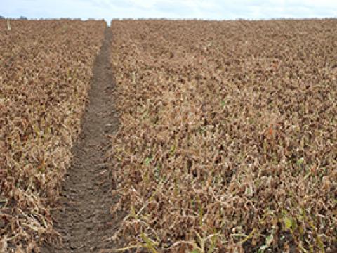 potato crop at dessication