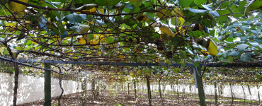 ACTIGARD PostHarvest Canopy 750 x 422