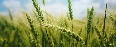 Green wheat heads in a sunlit field under a blue sky