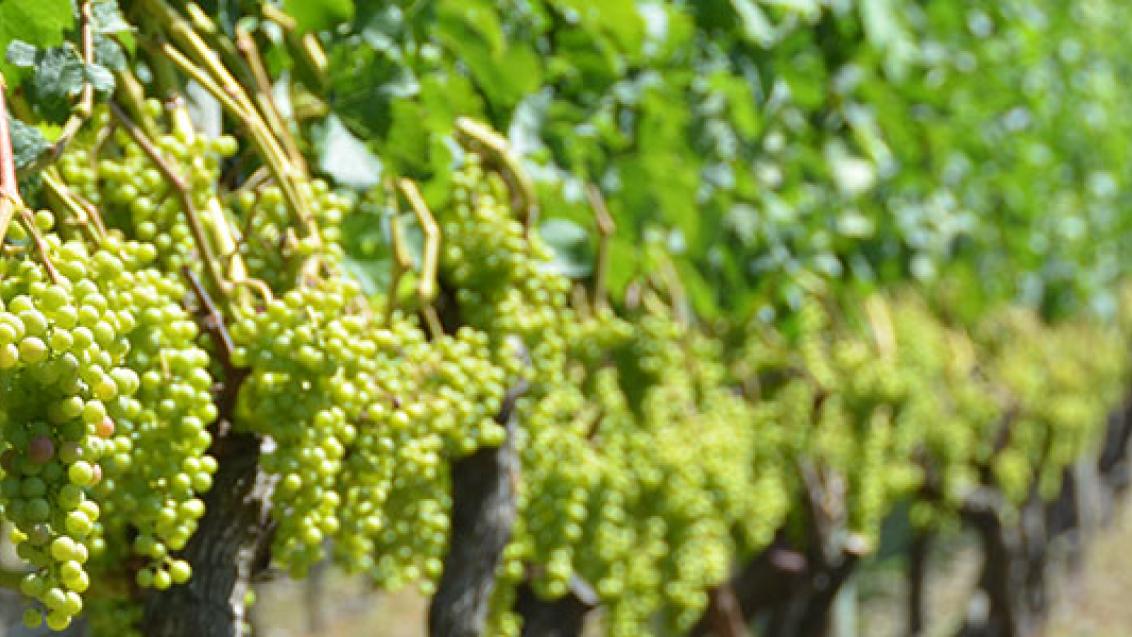 Vineyard hills