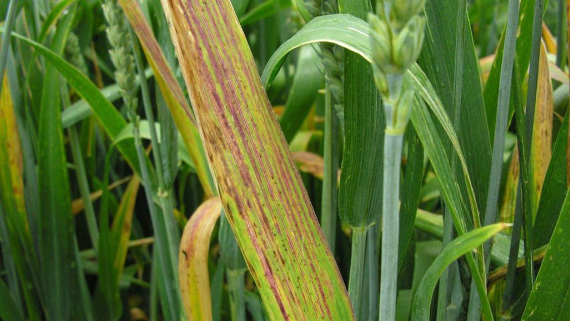 Barley BYDV1 Kimihia