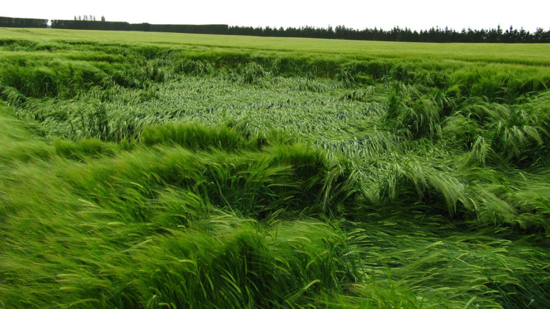 Lodging in Barley