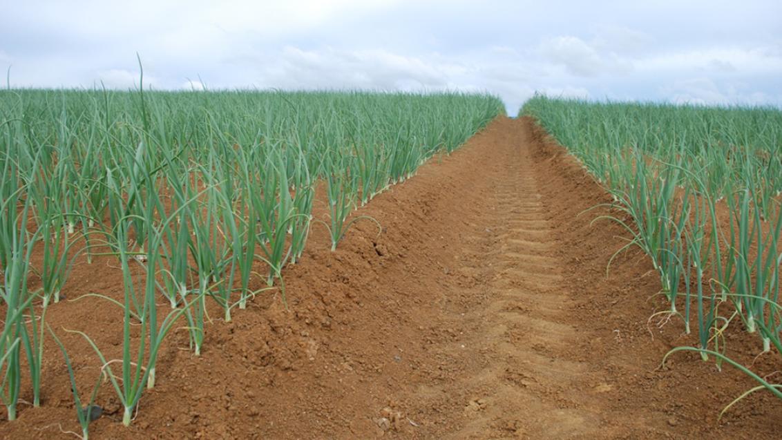 Onion Field