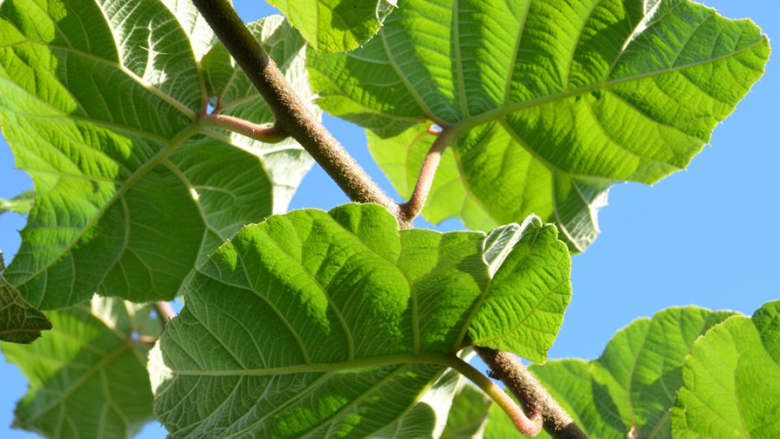 Kiwi fruit leaves