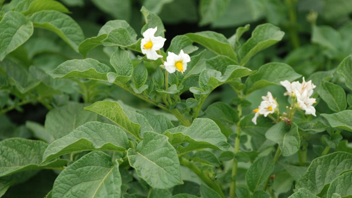 New chemistry delivers step change in early blight control