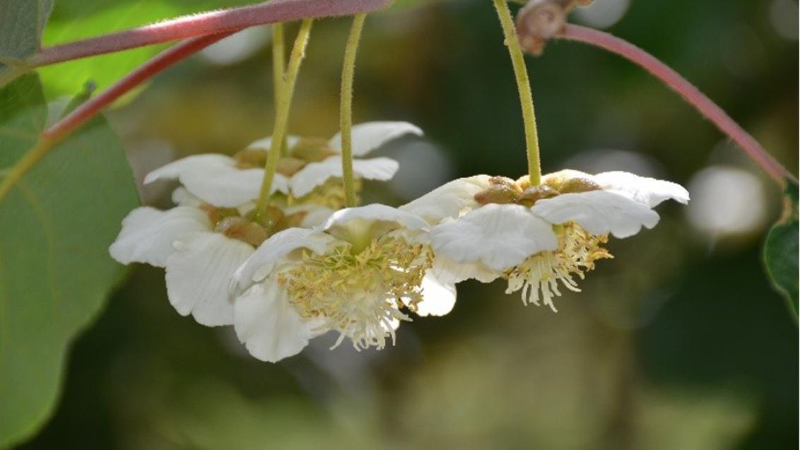 Kiwifruit at flowering growth stage