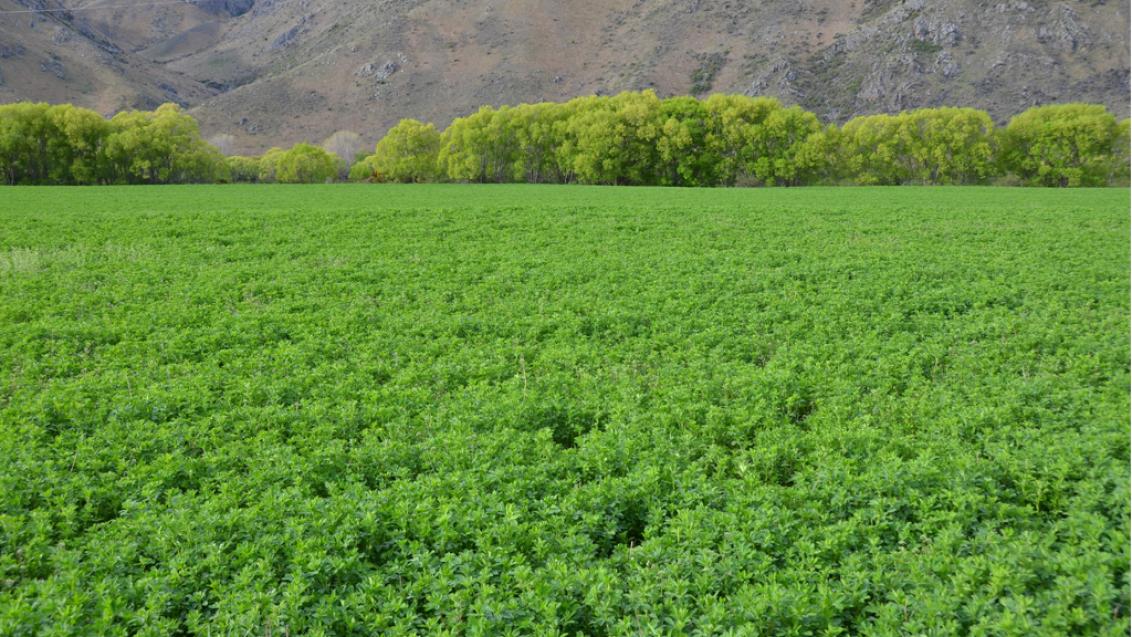 Managing weeds in lucerne crops