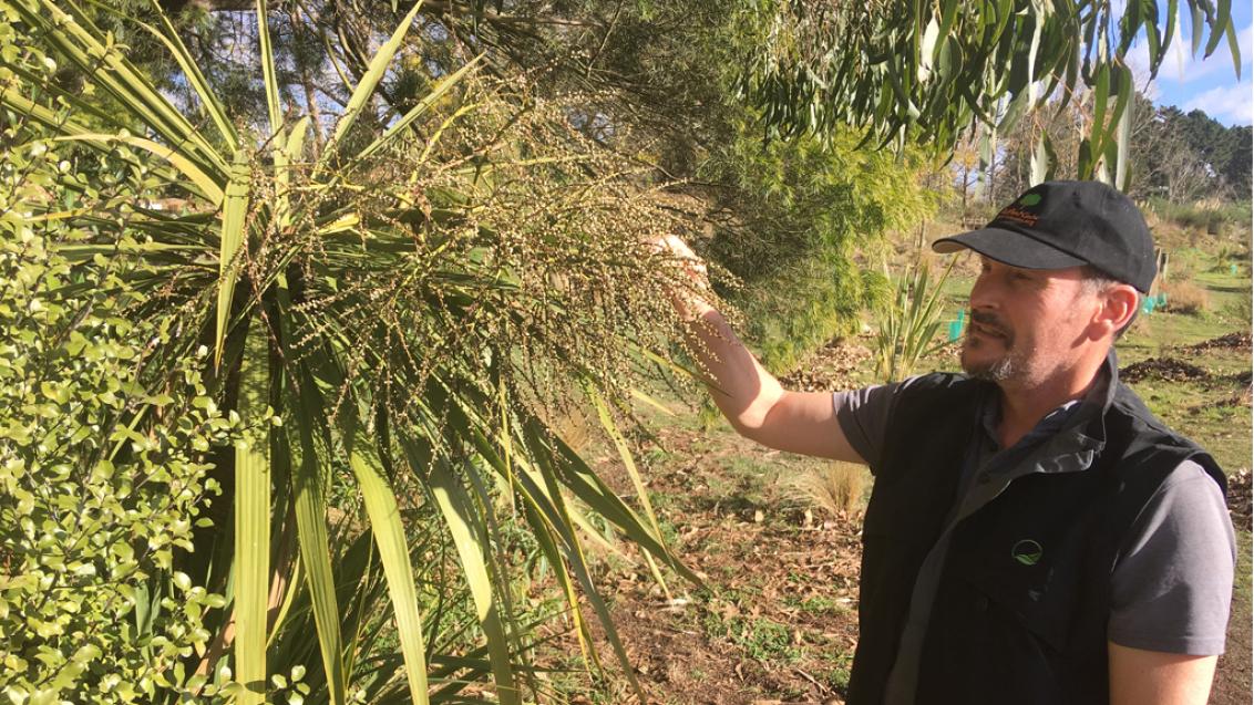 Dr Brad Howlett examining a cabbage tree