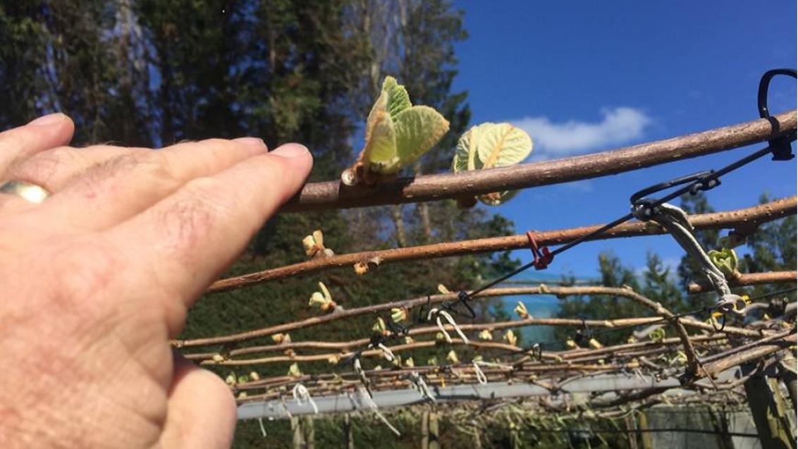 Actigard use on kiwifruit