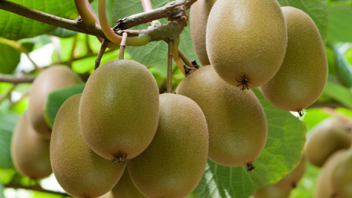 Management of Psa-V post-harvest with Actigard®