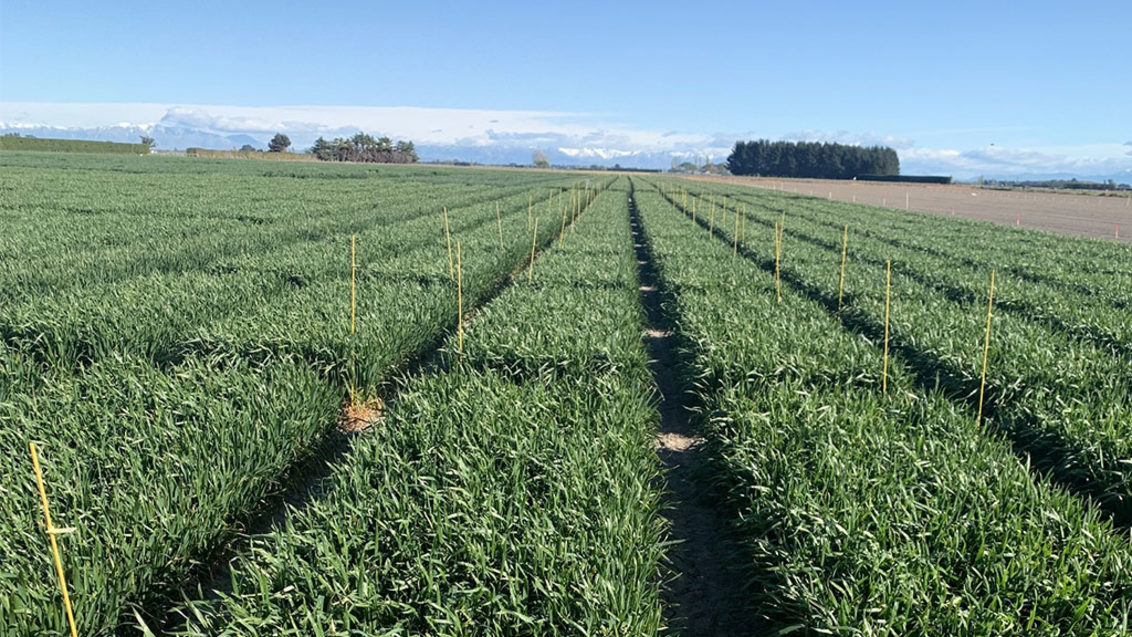 TWINAX XTRA crop safety and compatibility trial - Mid-Canterbury