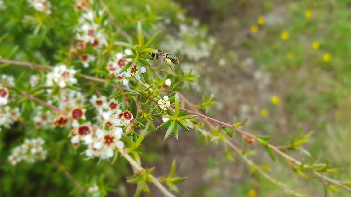 Operation Pollinator - Native Bee on Kanuka