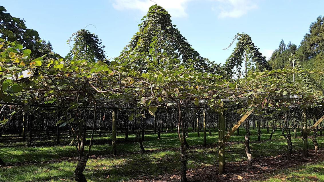 Kiwifruit crop canopy
