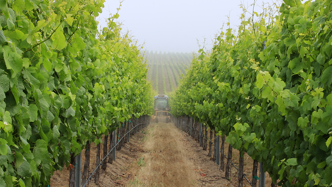grape_crop_with_sprayer_1132_x_639