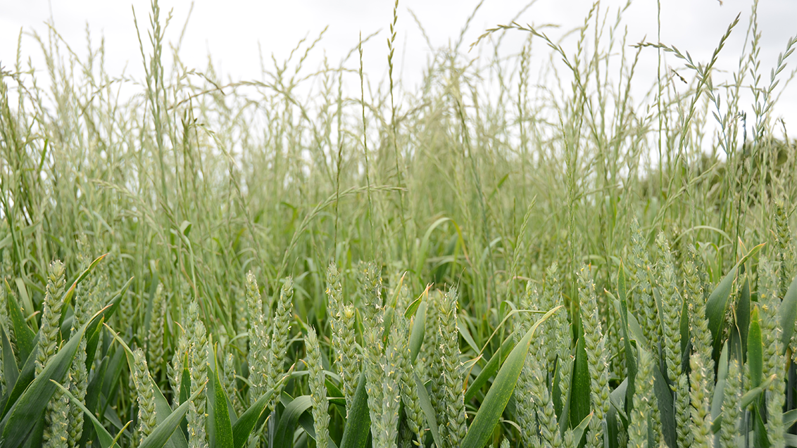 grass-weeds-1132-x-650