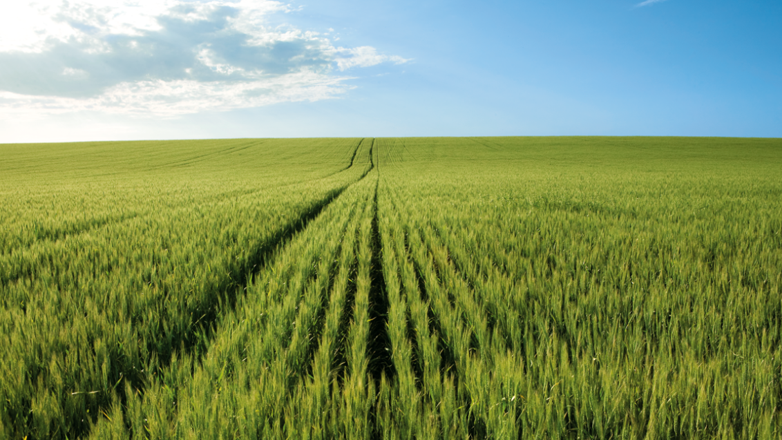 barley-1132-x-637