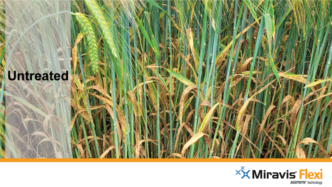 mf-untreated-barley-1211-x-637