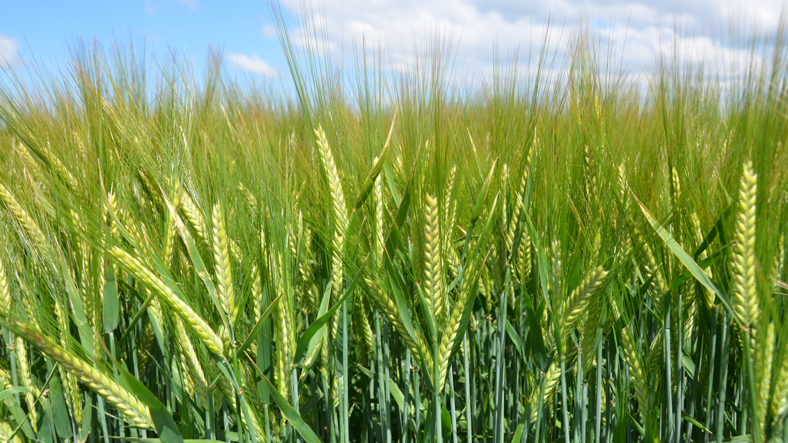 barley-crop-for-miravis-flexi-1132-x-640