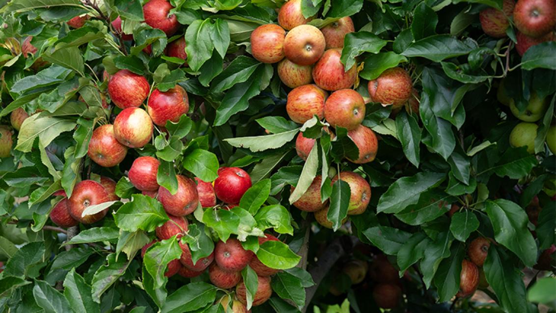 apple_crop_750_x_481