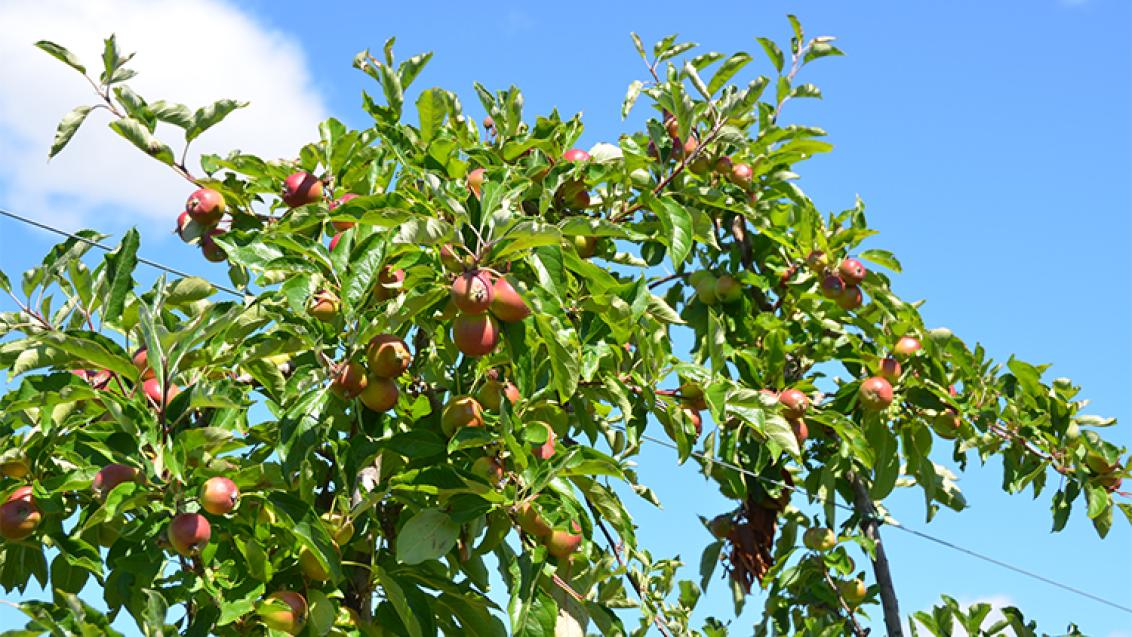 apple_crop_-_proclaim_750_x_481