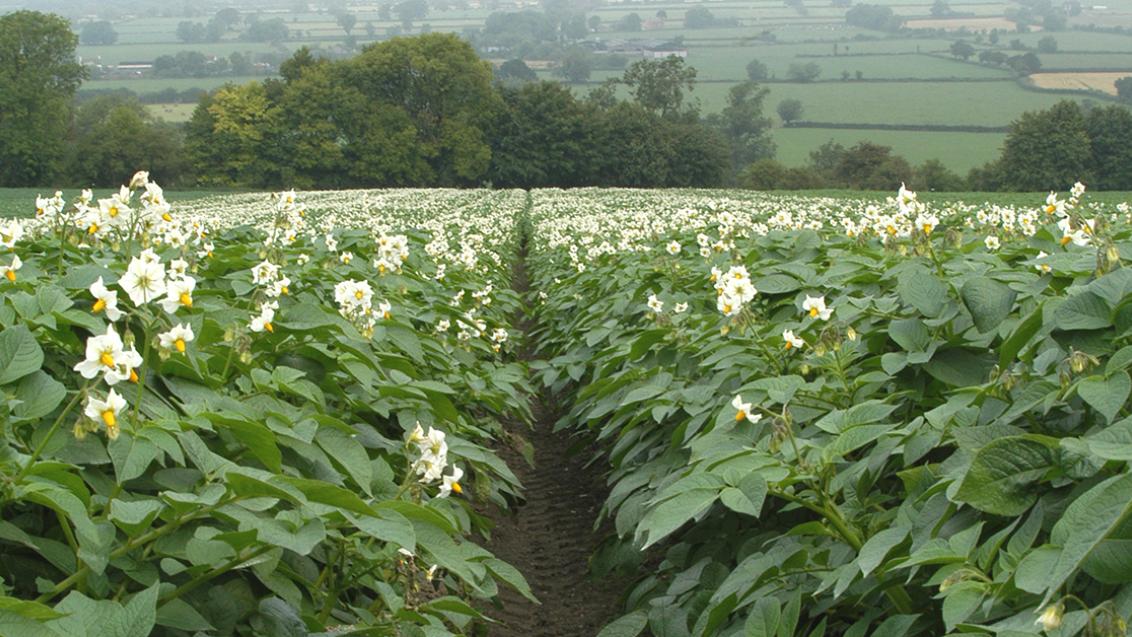 potato_crop_in_flower