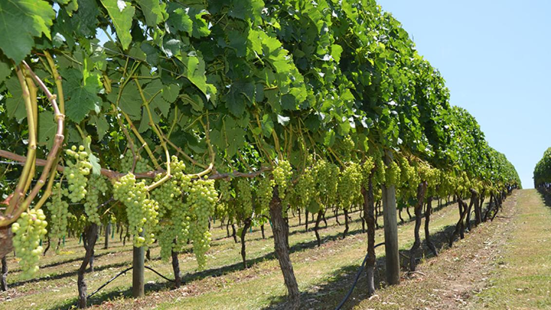 Vineyard with green grape bunches on vine