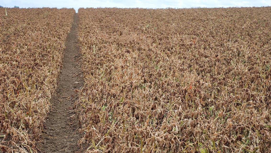 potato crop at dessication