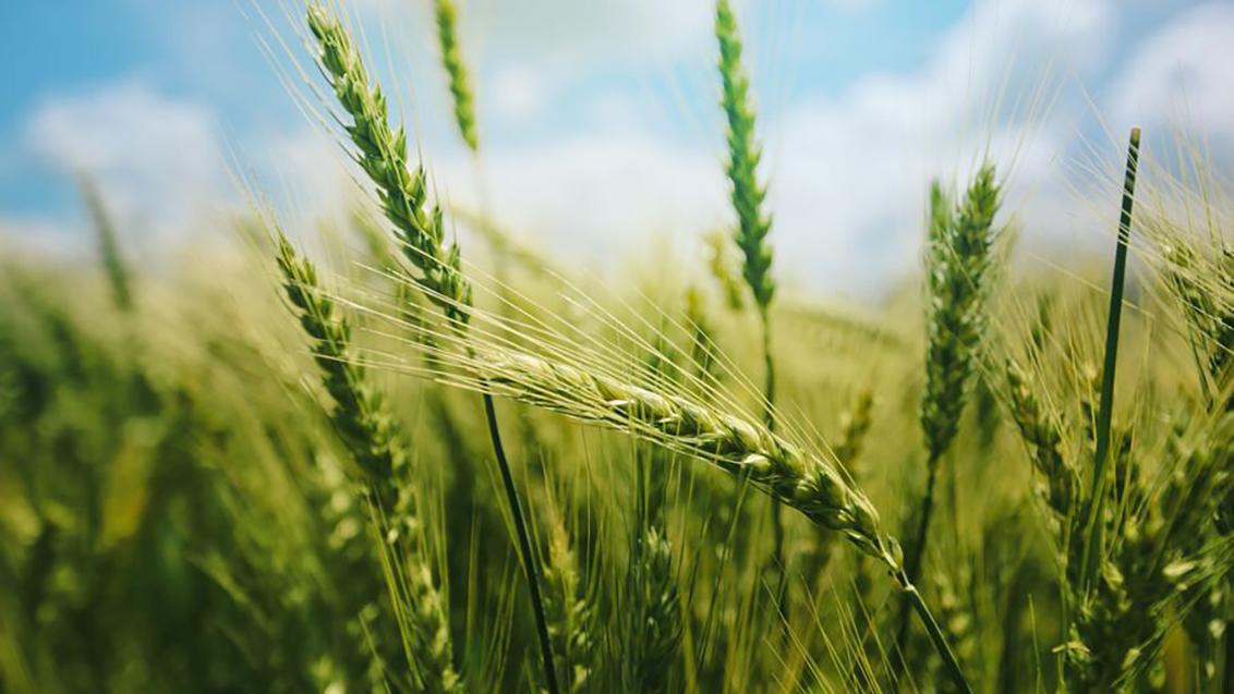 Green wheat heads in a sunlit field under a blue sky
