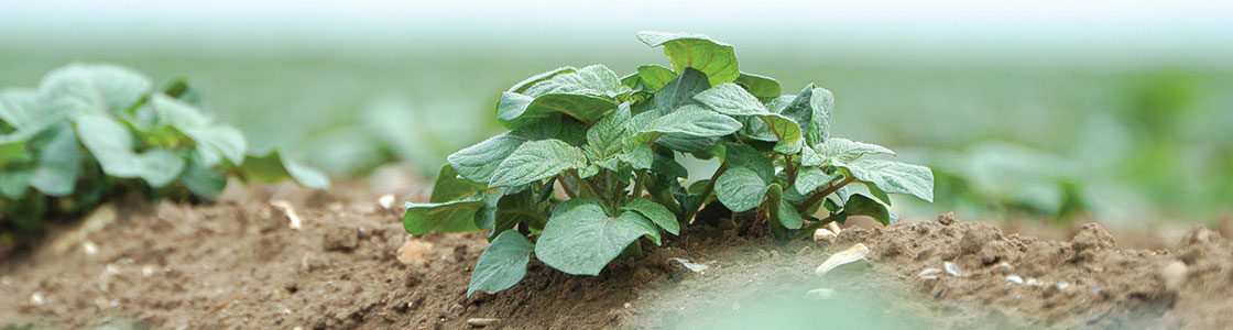 Potato plant in field