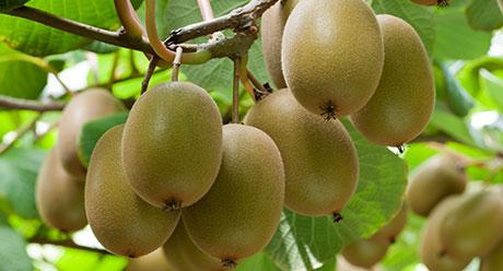 Kiwifruit